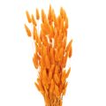 Floristik24 Lagurus bársonyfű csokor, szárított, 70 cm, 100g