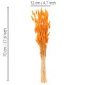 Lagurus bársonyfű csokor, szárított, 70 cm, 100g | Floristik24.hu