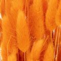 Lagurus bársonyfű csokor, szárított, 70 cm, 100g | Floristik24.hu