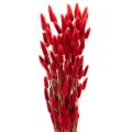 Floristik24 Szárított Lagurus csokor, szárított virágdísz, 70cm, 100g