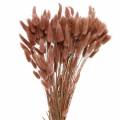 Floristik24 Száraz virágkötő nyúlfarkfű Lagurus vörösesbarna 100g