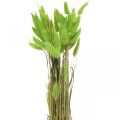Floristik24 Bársonyfű zöld, lagurus, száraz díszítés, szárított édes fű L18-50cm 25g