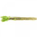 Floristik24 Bársonyfű zöld, lagurus, száraz díszítés, szárított édes fű L18-50cm 25g
