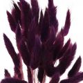 Floristik24 Bársonyfű lila, nyúlfarkú fű, Lagurus L18-50cm 25g