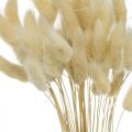 Floristik24 Díszfű, fehérített édesfű, Lagurus ovatus, bársonyfű L40-55cm 25g