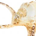Floristik24 Lambis tengeri csiga natúr 22cm