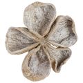 Landlotus fehérre mosott 6-12cm 50 db | Floristik24.hu