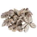 Landlotus fehérre mosott 6-12cm 50 db | Floristik24.hu