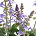 Floristik24 Dekoratív levendula növény, mediterrán levendula cserép, lila művirág