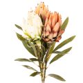 Floristik24 Művirág Protea Leucadendron hosszú szárral, 65cm, 3 darab