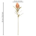 Művirág Protea Leucadendron hosszú szárral, 65cm, 3 darab | Floristik24.hu