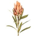Művirág Protea Leucadendron hosszú szárral, 65cm, 3 darab | Floristik24.hu