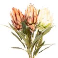 Művirág Protea Leucadendron