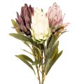 Floristik24 Protea művirág Leucadendron 100cm 3db