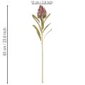 Protea művirág Leucadendron 100cm 3db | Floristik24.hu