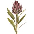 Protea művirág Leucadendron 100cm 3db | Floristik24.hu