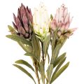 Protea művirág Leucadendron