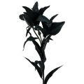 Floristik24 Művirág liliom fekete 84cm