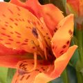 Műalstroemeria narancsvirág, műcsokor dekoráció, 75cm, 3 darab | Floristik24.hu