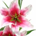 Floristik24 Keleti liliom &quot;Stargazer&quot; fehér, rózsaszín 86 cm