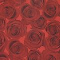 Floristik24 Mandzsetta papír selyempapír vörös rózsák 25cm 100m