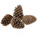 Floristik24 Maritima fenyőtobozok, temetési virágkötészet, adventi dekoráció, natúr termék M12–15cm Ø6,5–10cm 50 darab