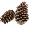 Maritima fenyőtobozok, temetési virágkötészet, adventi dekoráció, natúr termék M12–15cm Ø6,5–10cm 50 darab | Floristik24.hu
