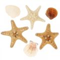 Floristik24 Tengeri dekorációs kagylók tengeri csillag kézműves anyag szórja