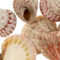 Floristik24 Tengeri dekoráció valódi kagyló csigaház dekoráció 700g