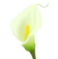Mini calla műfehér L 28cm 12 db | Floristik24.hu