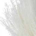 Floristik24 Tollfű deko fehérített száraz fű Miscanthus 75cm 10db