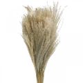 Floristik24 Szárazfű Miscanthus 55-75cm Feather Grass Natural 100db