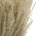 Floristik24 Szárazfű Miscanthus 55-75cm Feather Grass Natural 100db
