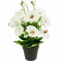 Floristik24 Mák cserépben fehér selyem virágok virágos díszítéssel