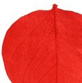 Floristik24 Moneta levelek piros 50g
