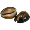 Cowrie shell deco természet tengeri dekoráció tengeri csigák 500g