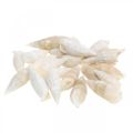 Deco csiga fehér, tengeri csiga natúr dekoráció 2-5cm 1kg