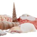 Floristik24 Kagylódísz valódi kagylók különböző fajták 300g