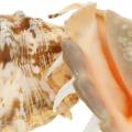 Lambis tengeri csiga természet 14cm 10db