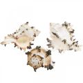 Deco csigaház csíkos, tengeri csiga natúr dekoráció 1kg