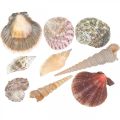 Kagyló keverék, kagylók és csigaházak, nyári dekoráció H3-5cm/L2,5-9cm 950g