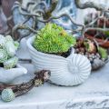 Floristik24 Ültetési kagylók, tengeri dekoráció, növénycserép Nautilus beton L15cm H9,5cm 2db