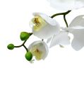 Floristik24 Moly Orchidea 75cm Fehér