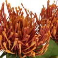 Floristik24 Tűpárna egzotikus művirág narancs Leucospermum Protea 73cm 3db