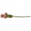 Floristik24 Őszi virág tűpárna mesterséges Protea Rosa Leucospermum 73cm 3db
