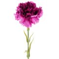 Floristik24 Műszegfű, kétszínű, hosszú szárú, 56 cm, 8 darabos csokor.