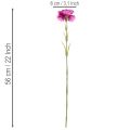 Műszegfű, kétszínű, hosszú szárú, 56 cm, 8 darabos csokor. | Floristik24.hu