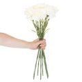 Műszegfű szárral csokrokhoz és koszorúkhoz, 56 cm, 8 darab | Floristik24.hu
