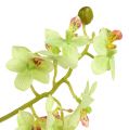 Floristik24 Orchidea 97cm világoszöld