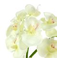 Floristik24 Orchidea krém-fehér L57cm 6db